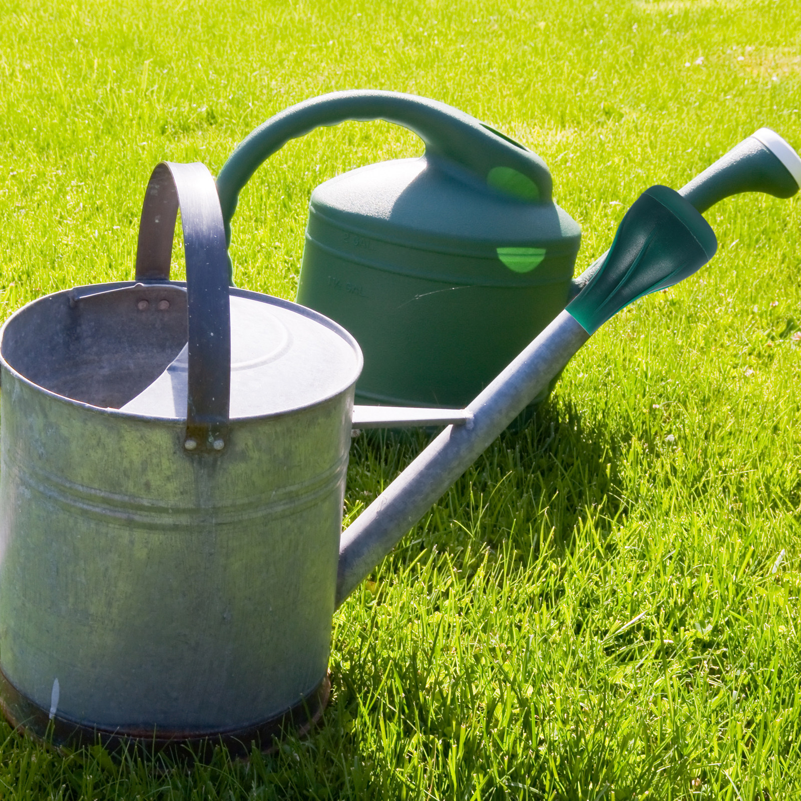 Water Can Sprinkler Head Compa - Bonsai Gardening recensie en prijs