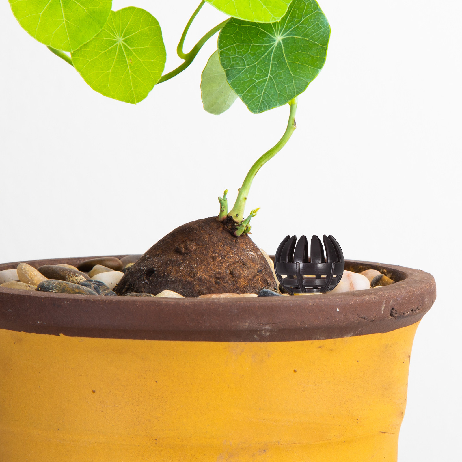 20Pcs Bonsai Fertilizer Basket - Bonsai Gardening recensie en prijs