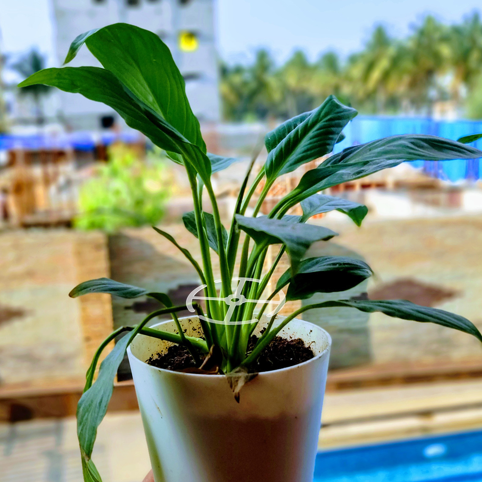 4Pcs Acrylic Stem Support Hold - Bonsai Vertical Garden recensie en prijs