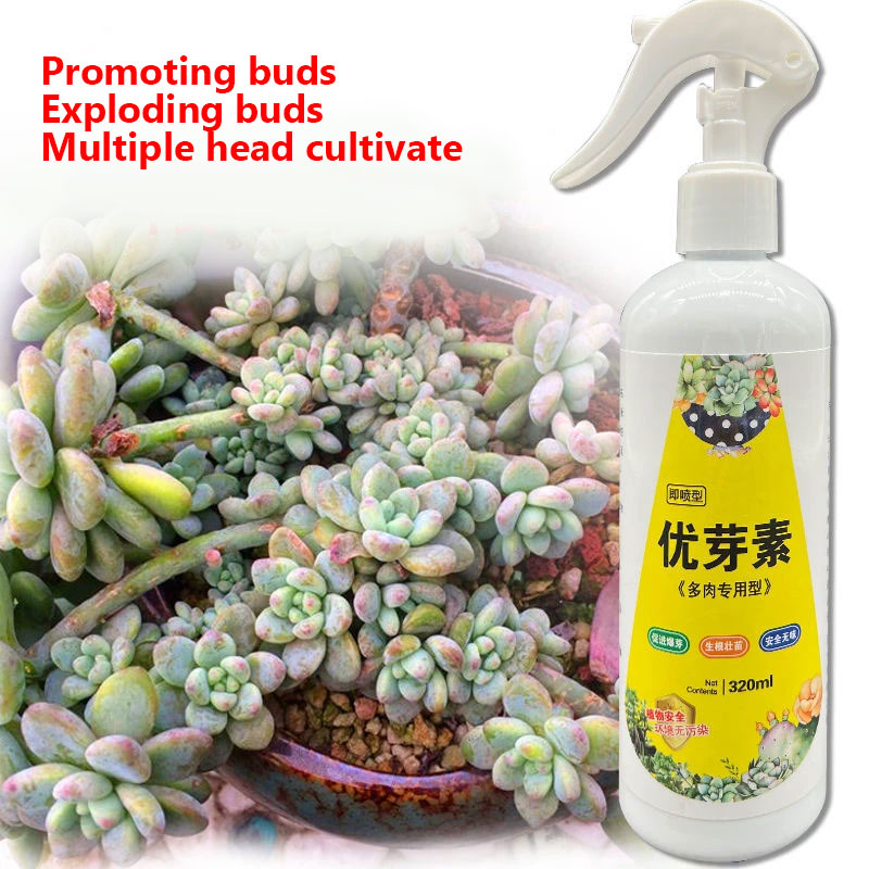 NEW Succulent Plant Eugenin Pr - Bonsai Soil Akadama recensie en prijs