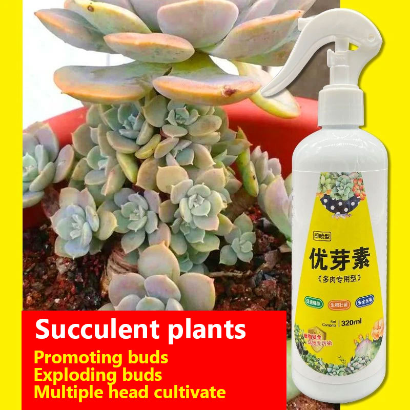 NEW Succulent Plant Eugenin Pr - Bonsai Soil Akadama recensie en prijs