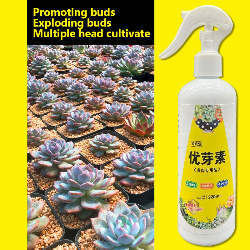 NEW Succulent Plant Eugenin Pr - Bonsai Soil Akadama recensie en prijs