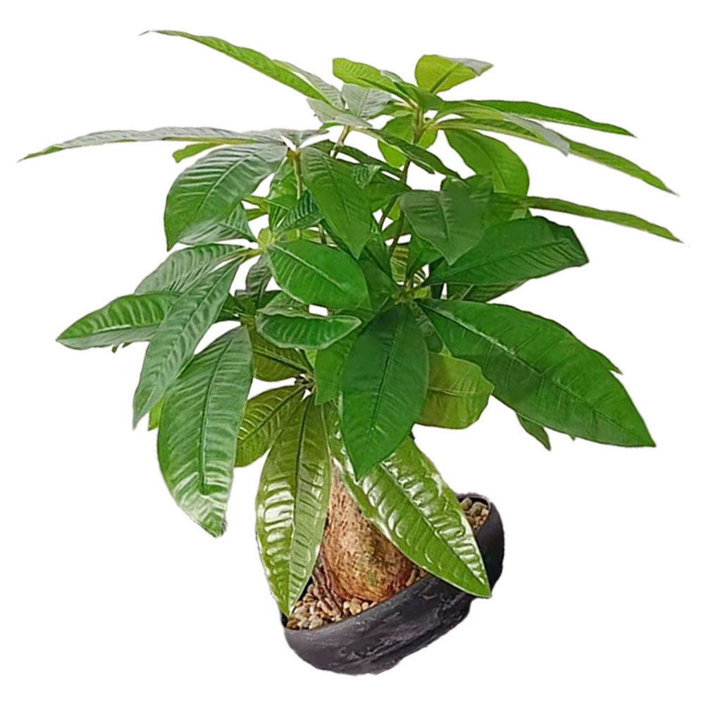 Artificial Bonsai Potted Plant - Bonsai Garden And Cafe recensie en prijs