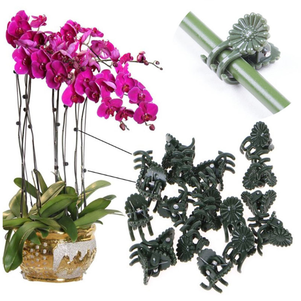 100Pcs Ladybug Shaped Orchid C - Bonsai Gardening recensie en prijs